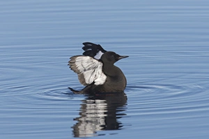 Guillemot Collection: Picture No. 11982138