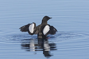Guillemot Collection: Picture No. 11982139