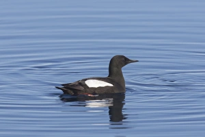 Guillemot Collection: Picture No. 11982140