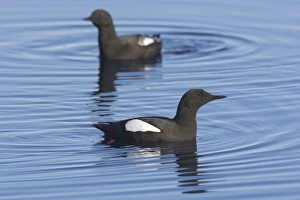 Guillemot Collection: Picture No. 11982141