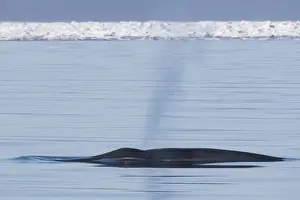 Baleen Prints: Picture No. 11982142