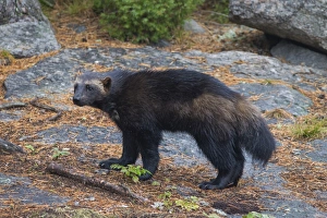 Mustelid Collection: Picture No. 11982179