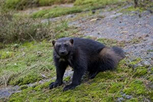 Mustelid Collection: Picture No. 11982181