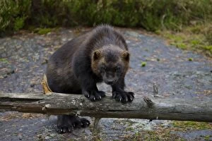 Mustelid Collection: Picture No. 11982182
