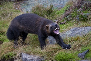Mustelid Collection: Picture No. 11982183