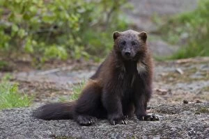 Mustelid Collection: Picture No. 11982184