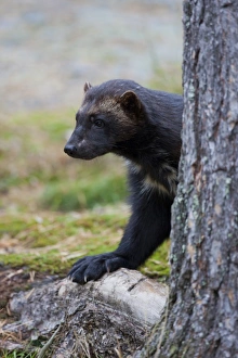 Mustelid Collection: Picture No. 11982185