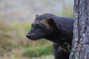 Mustelid Collection: Picture No. 11982186