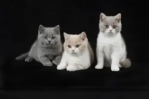 Shorthairs Prints: Picture No. 11982257