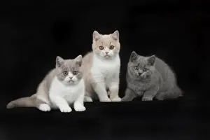 Shorthairs Prints: Picture No. 11982259