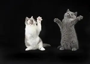 Shorthairs Prints: Picture No. 11982260