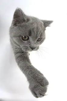 Shorthairs Prints: Picture No. 11982270
