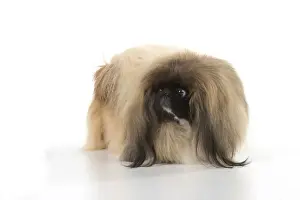 Pekingese Prints: Picture No. 11982275