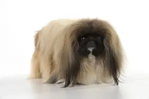 Pekingese Prints: Picture No. 11982276