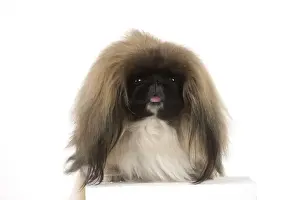 Pekingese Prints: Picture No. 11982277