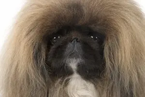 Pekingese Prints: Picture No. 11982280