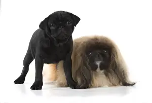 Pekingese Prints: Picture No. 11982282