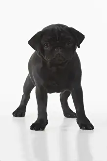 Pekingese Prints: Picture No. 11982283