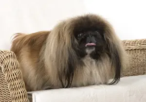 Pekingese Prints: Picture No. 11982284