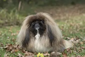 Pekingese Prints: Picture No. 11982286