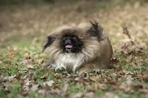 Pekingese Prints: Picture No. 11982287