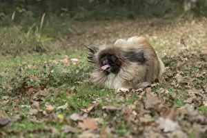 Pekingese Prints: Picture No. 11982288