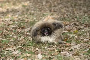 Pekingese Prints: Picture No. 11982290