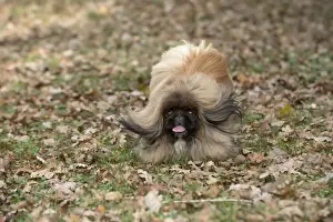 Pekingese Prints: Picture No. 11982291