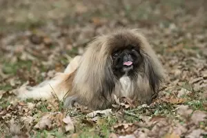 Pekingese Prints: Picture No. 11982293
