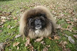 Pekingese Prints: Picture No. 11982296