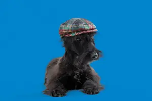 Scottish Prints: Picture No. 11982367