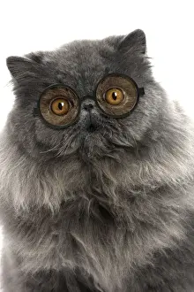 Spectacles Prints: Picture No. 11982386