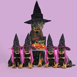 Images Dated 26th October 2010: Picture No. 11982402
