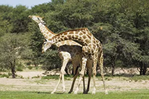 Southern Giraffe Collection: Picture No. 11991440