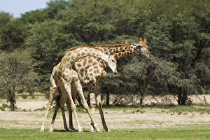 Southern Giraffe Collection: Picture No. 11991441