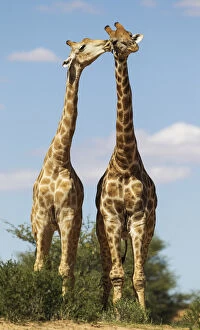 Southern Giraffe Collection: Picture No. 11991443