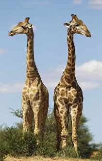 Southern Giraffe Collection: Picture No. 11991444