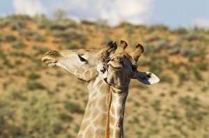 Southern Giraffe Collection: Picture No. 11991445