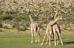 Southern Giraffe Collection: Picture No. 11991446