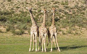 Southern Giraffe Collection: Picture No. 11991447