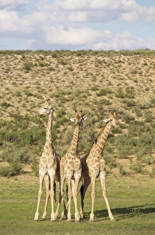 Southern Giraffe Collection: Picture No. 11991448