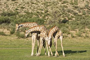 Southern Giraffe Collection: Picture No. 11991449