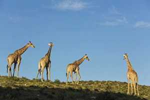Southern Giraffe Collection: Picture No. 11991450