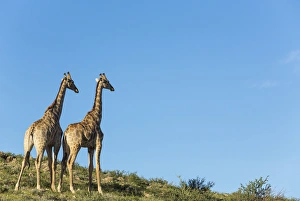 Southern Giraffe Collection: Picture No. 11991451