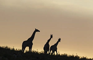 Southern Giraffe Collection: Picture No. 11991453