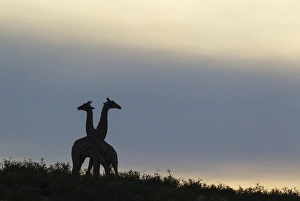 Southern Giraffe Collection: Picture No. 11991454