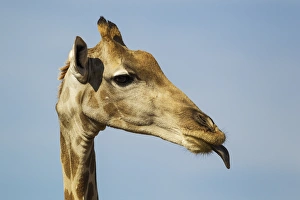 Southern Giraffe Collection: Picture No. 11991455