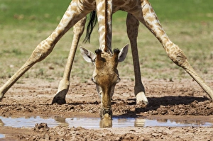 Southern Giraffe Collection: Picture No. 11991456