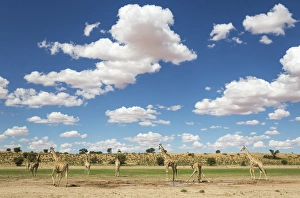 Southern Giraffe Collection: Picture No. 11991458