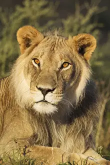 Felidae Prints: Picture No. 11991468